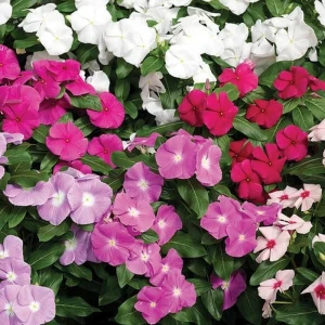 Vinca Mix, Seminte de flori vinca planta anuala cu flori colorate, 0.2 grame, Opal